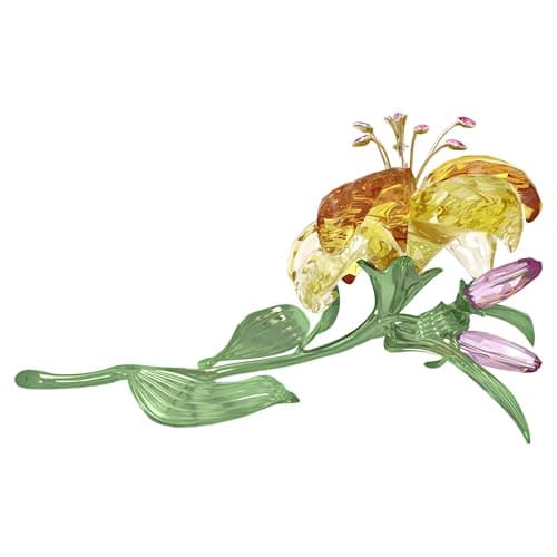 Florere Lily Large Beautiful Blossoms for Garden Lovers Outdoor Plantings Up to 3 Feet Tall