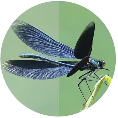 Swarovski Optik 10x 42 EL Binocular Green
Swarovski Optik 10x 42 EL Binocular Weather-Sealed Housing
Swarovski Optik 10x