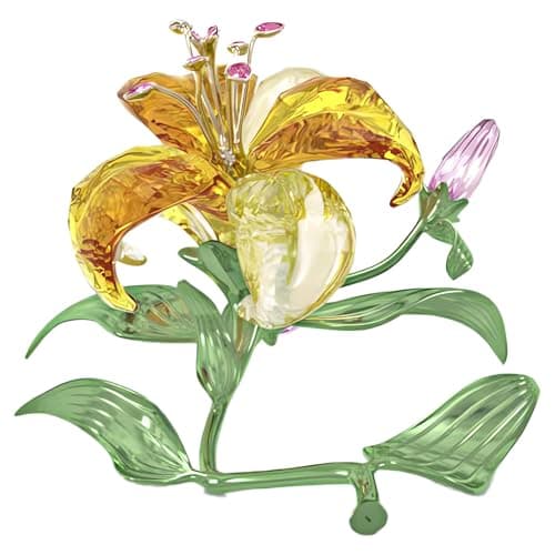 Florere Lily Large Beautiful Blossoms for Garden Lovers Outdoor Plantings Up to 3 Feet Tall